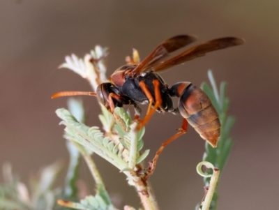 Polistes (Polistella) humilis (Common Paper Wasp) at Red Hill to Yarralumla Creek - 27 Feb 2024 by LisaH