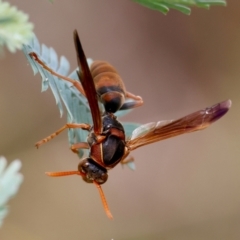 Polistes (Polistella) humilis at Red Hill to Yarralumla Creek - 27 Feb 2024 01:29 PM