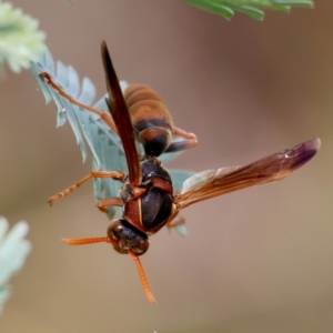 Polistes (Polistella) humilis at Red Hill to Yarralumla Creek - 27 Feb 2024