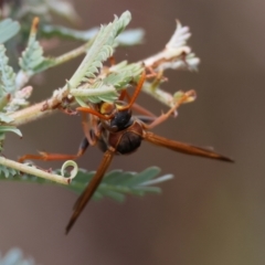 Polistes (Polistella) humilis at Red Hill to Yarralumla Creek - 27 Feb 2024 01:29 PM