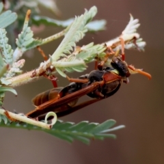 Polistes (Polistella) humilis at Red Hill to Yarralumla Creek - 27 Feb 2024 01:29 PM