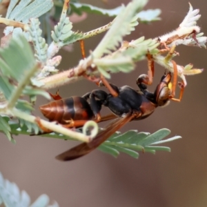 Polistes (Polistella) humilis at Red Hill to Yarralumla Creek - 27 Feb 2024