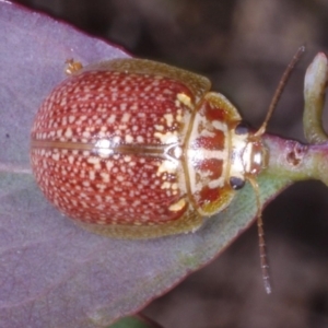 Paropsisterna decolorata at Chute, VIC - 31 Oct 2015 02:20 PM