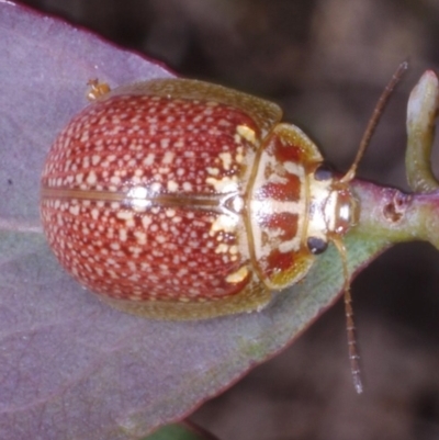 Paropsisterna decolorata (A Eucalyptus leaf beetle) at Chute, VIC - 31 Oct 2015 by WendyEM