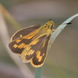 Ocybadistes walkeri at GG165 - 27 Feb 2024 01:32 PM