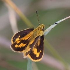 Ocybadistes walkeri at GG165 - 27 Feb 2024 01:32 PM