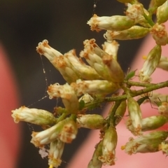 Aphididae (family) (Unidentified aphid) at Griffith Woodland (GRW) - 27 Feb 2024 by JodieR