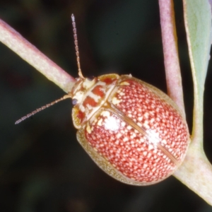 Paropsisterna decolorata at Chute, VIC - 31 Oct 2015