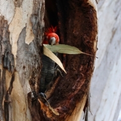 Callocephalon fimbriatum (Gang-gang Cockatoo) at Hughes Grassy Woodland - 27 Feb 2024 by LisaH