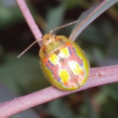 Paropsisterna gloriosa (Glorious eucalyptus leaf beetle) at Chute, VIC - 31 Oct 2015 by WendyEM