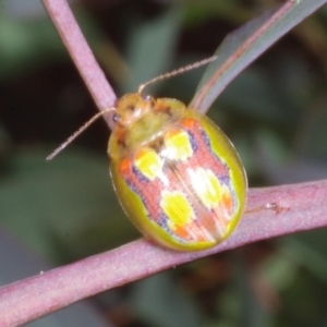 Paropsisterna gloriosa at Chute, VIC - 31 Oct 2015 01:18 PM