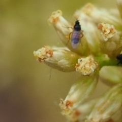 Ceratopogonidae (family) (Biting Midge) at Griffith, ACT - 27 Feb 2024 by JodieR