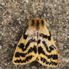 Ardices curvata (Crimson Tiger Moth) at Hughes Grassy Woodland - 27 Feb 2024 by LisaH