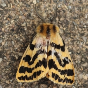 Ardices curvata at Hughes Grassy Woodland - 27 Feb 2024