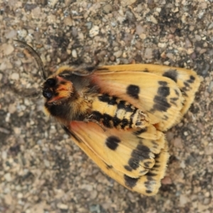 Ardices curvata at Hughes Grassy Woodland - 27 Feb 2024