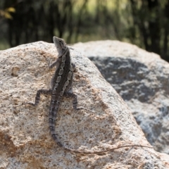 Amphibolurus muricatus (Jacky Lizard) at Taylor, ACT - 28 Feb 2024 by kasiaaus