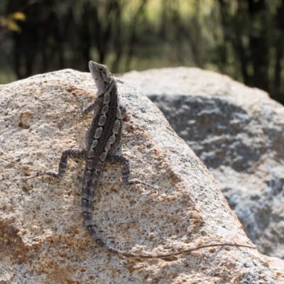 Amphibolurus muricatus at Taylor, ACT - 28 Feb 2024 by kasiaaus