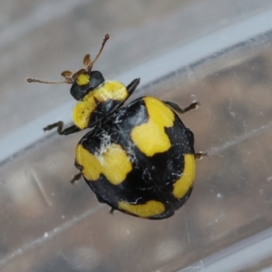 Illeis galbula at Red Hill to Yarralumla Creek - 27 Feb 2024 12:36 PM