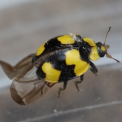 Illeis galbula at Red Hill to Yarralumla Creek - 27 Feb 2024 12:36 PM