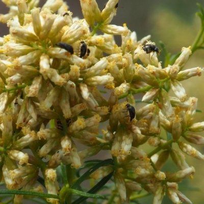 Mordellidae (family) (Unidentified pintail or tumbling flower beetle) at Griffith Woodland (GRW) - 27 Feb 2024 by JodieR