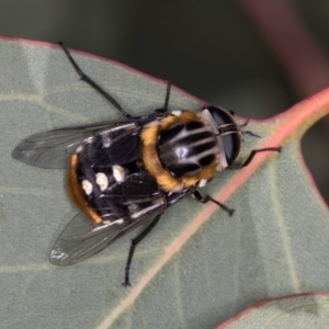 Scaptia (Scaptia) auriflua at Taylor, ACT - 28 Feb 2024