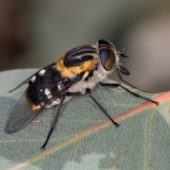 Scaptia (Scaptia) auriflua at Taylor, ACT - 28 Feb 2024