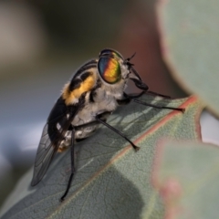 Scaptia (Scaptia) auriflua at Taylor, ACT - 28 Feb 2024