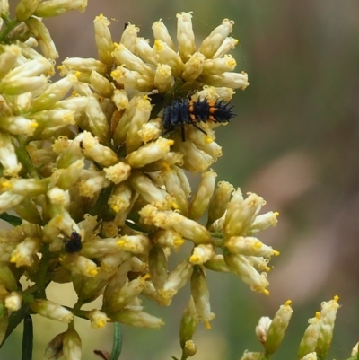 Harmonia conformis (Common Spotted Ladybird) at Griffith, ACT - 27 Feb 2024 by JodieR