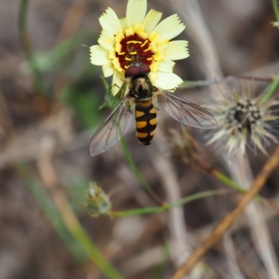 Simosyrphus grandicornis (Common hover fly) at Griffith Woodland - 27 Feb 2024 by JodieR
