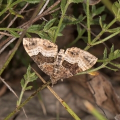 Chrysolarentia lucidulata at Taylor Offset (TLR) - 28 Feb 2024