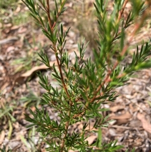 Kunzea ericoides at The Fair, Watson - 28 Feb 2024