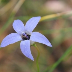 Apiformes (informal group) (Unidentified bee) at Griffith Woodland (GRW) - 27 Feb 2024 by JodieR