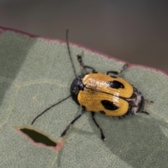 Cadmus (Cadmus) litigiosus (Leaf beetle) at Taylor, ACT - 28 Feb 2024 by kasiaaus