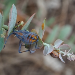 Amorbus sp. (genus) at Griffith Woodland (GRW) - 27 Feb 2024