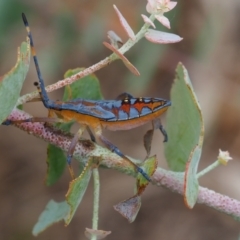 Amorbus sp. (genus) at Griffith Woodland (GRW) - 27 Feb 2024 01:27 PM