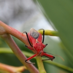 Gminatus australis (Orange assassin bug) at Griffith, ACT - 27 Feb 2024 by JodieR