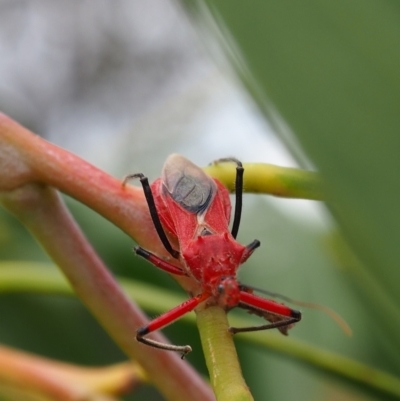 Gminatus australis (Orange assassin bug) at Griffith Woodland - 27 Feb 2024 by JodieR