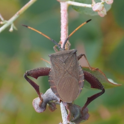 Amorbus (genus) (Eucalyptus Tip bug) at Griffith Woodland (GRW) - 27 Feb 2024 by JodieR