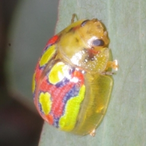 Paropsisterna gloriosa at Chute, VIC - 31 Oct 2015