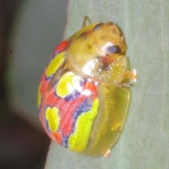 Paropsisterna gloriosa (Glorious eucalyptus leaf beetle) at Chute, VIC - 31 Oct 2015 by WendyEM