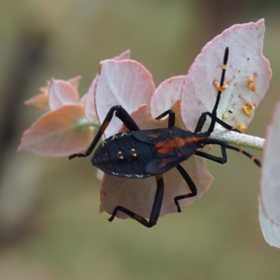 Amorbus sp. (genus) (Eucalyptus Tip bug) at Griffith Woodland - 27 Feb 2024 by JodieR