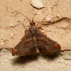 Gauna aegusalis (Pyraline moth) at suppressed by DPRees125