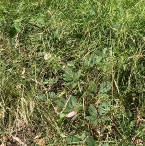 Rubus anglocandicans at Mount Majura - 28 Feb 2024 02:05 PM