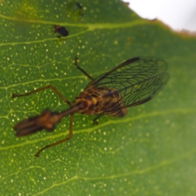Unidentified Other Lacewing (several families) at Griffith Woodland (GRW) - 27 Feb 2024 by JodieR