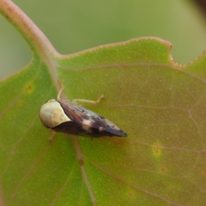 Brunotartessus fulvus (Yellow-headed Leafhopper) at Griffith Woodland (GRW) by JodieR