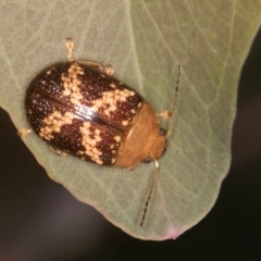 Paropsis aspera (Eucalyptus Tortoise Beetle) at Taylor, ACT - 28 Feb 2024 by kasiaaus