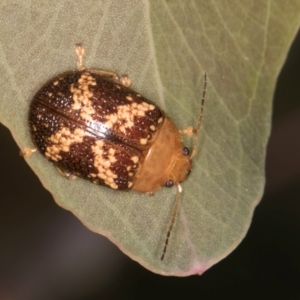 Paropsis aspera at Taylor, ACT - 28 Feb 2024