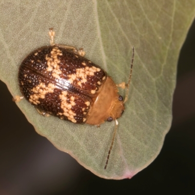 Paropsis aspera (Eucalyptus Tortoise Beetle) at Taylor, ACT - 28 Feb 2024 by kasiaaus