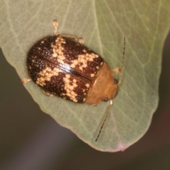 Paropsis aspera at Taylor, ACT - 28 Feb 2024