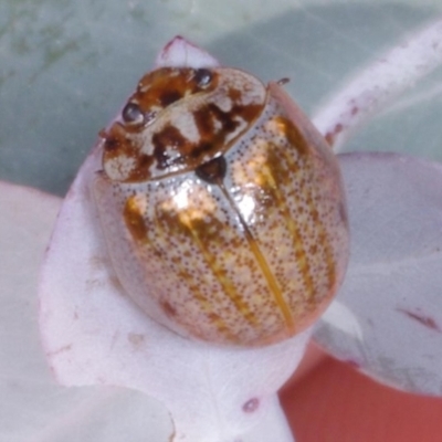 Paropsisterna m-fuscum (Eucalyptus Leaf Beetle) at Chute, VIC - 31 Oct 2015 by WendyEM